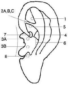 Illustration of an ear with locations of auricular points. - Copyright – Stock Photo / Register Mark