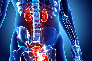 kidney and bladder - Copyright – Stock Photo / Register Mark