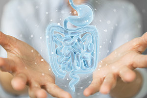 digestive system - Copyright – Stock Photo / Register Mark