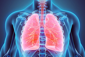 lungs - Copyright – Stock Photo / Register Mark