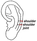 The shoulder and shoulder joint ear points. - Copyright – Stock Photo / Register Mark