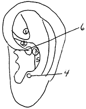 Auricular points to treat hyperthyroidism. - Copyright – Stock Photo / Register Mark