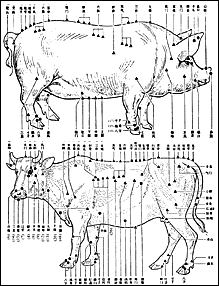 Acupuncture chart for cows. - Copyright – Stock Photo / Register Mark