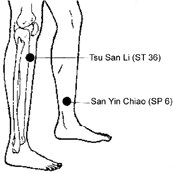 Illustration showing leg acupuncture points. - Copyright – Stock Photo / Register Mark