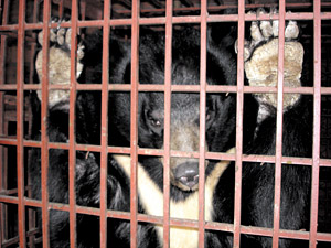 Black bear in cage - Copyright – Stock Photo / Register Mark