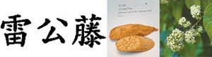 The Chinese characters, dried herb and fresh plant of lei gong teng. - Copyright – Stock Photo / Register Mark