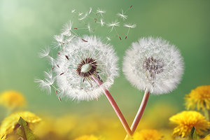 dandelion - Copyright – Stock Photo / Register Mark