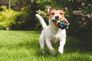 dog running - Copyright – Stock Photo / Register Mark