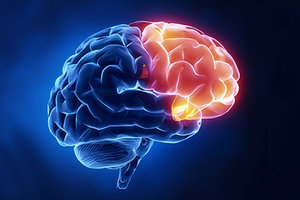 frontal lobe - Copyright – Stock Photo / Register Mark