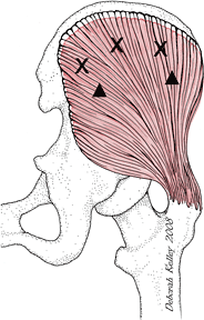 Illustration Gluteus Medius V1 - Copyright – Stock Photo / Register Mark