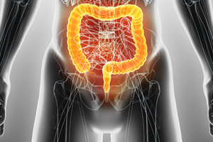 The Large Intestine Official - Copyright – Stock Photo / Register Mark