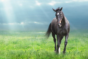 horse - Copyright – Stock Photo / Register Mark