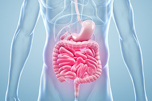 intestine - Copyright – Stock Photo / Register Mark