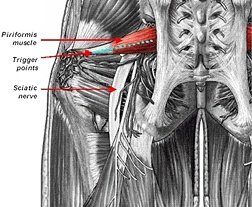 Illustration of musculature of buttocks. - Copyright – Stock Photo / Register Mark