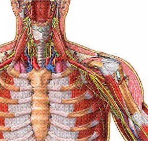 Illustration of Thoracic outlet syndrome. - Copyright – Stock Photo / Register Mark