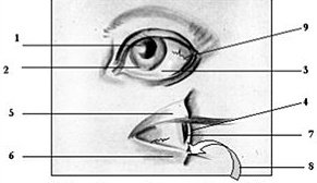 Five-Element quantities of the visible parts of the eye. - Copyright – Stock Photo / Register Mark