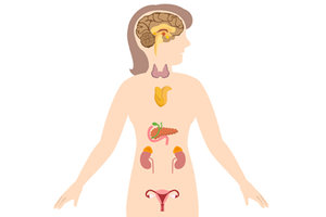 Women's Hormones: A Western & Eastern Perspective - Copyright – Stock Photo / Register Mark