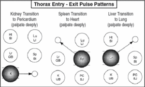 Thorax Entry - Exit Pulse Patters - Copyright – Stock Photo / Register Mark