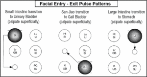 Facial Entry - Exit Pulse Patterns - Copyright – Stock Photo / Register Mark