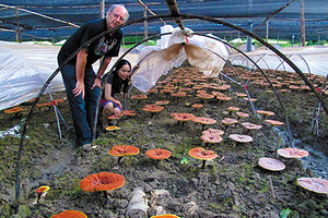 Wild Reishi - Copyright – Stock Photo / Register Mark