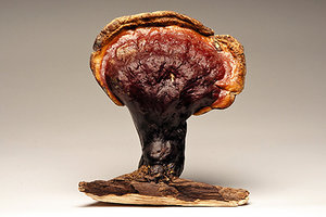 Wild Reishi - Copyright – Stock Photo / Register Mark