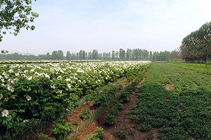 Organic herb farm - Copyright – Stock Photo / Register Mark