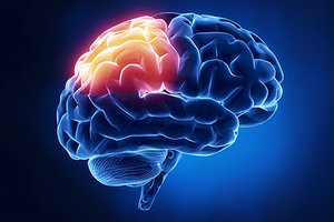 parietal lobe - Copyright – Stock Photo / Register Mark