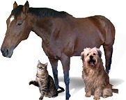 A horse, a domesticated dog and a cat. - Copyright – Stock Photo / Register Mark