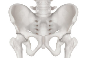 pelvis - Copyright – Stock Photo / Register Mark