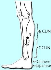 Three locations of Liver 5. - Copyright – Stock Photo / Register Mark