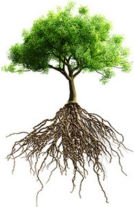 roots - Copyright – Stock Photo / Register Mark