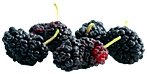 Mulberry Fruit - Copyright – Stock Photo / Register Mark