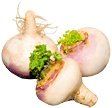 White Turnip - Copyright – Stock Photo / Register Mark