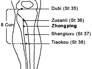 Illustration showing the location of the zhongping extra point on the lower leg. - Copyright – Stock Photo / Register Mark