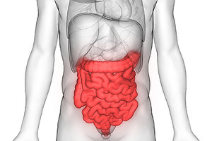 small intestine - Copyright – Stock Photo / Register Mark