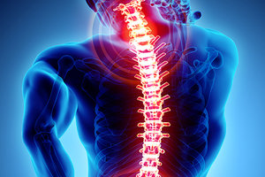 spinal cord - Copyright – Stock Photo / Register Mark