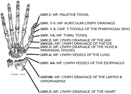 points for the upper extremity of lymphage drainage - Copyright – Stock Photo / Register Mark