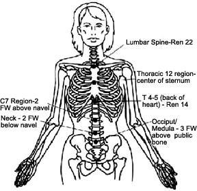 Diagram showing acupuncture points. - Copyright – Stock Photo / Register Mark