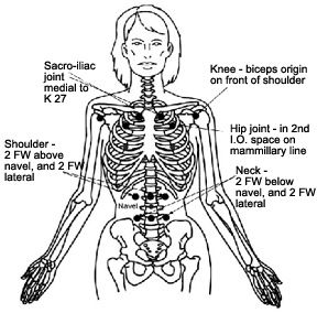 Diagram showing acupuncture points. - Copyright – Stock Photo / Register Mark