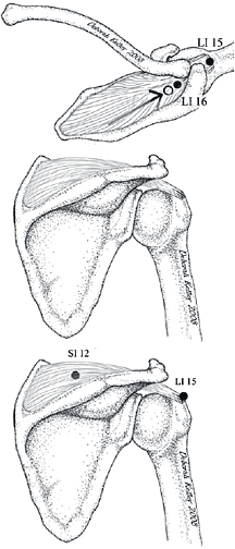 supraspinatous muscle - Copyright – Stock Photo / Register Mark