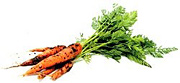 Carrots freshly pulled from the ground. - Copyright – Stock Photo / Register Mark