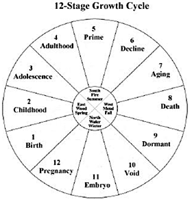 Diagram showing the 12-stage growth cycle. - Copyright – Stock Photo / Register Mark