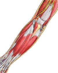 Illustration of muscles of inner forearm. - Copyright – Stock Photo / Register Mark