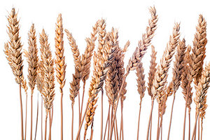 wheat - Copyright – Stock Photo / Register Mark